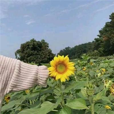 海贼三国官方下载